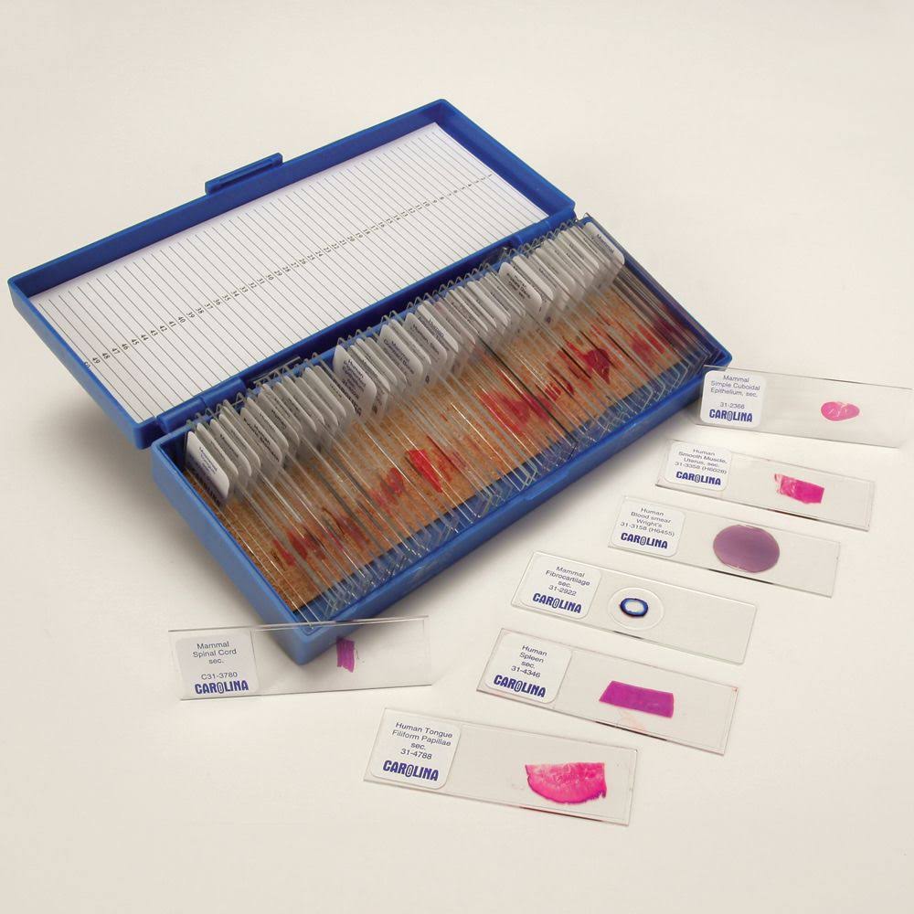 Histology Slide Set H53113