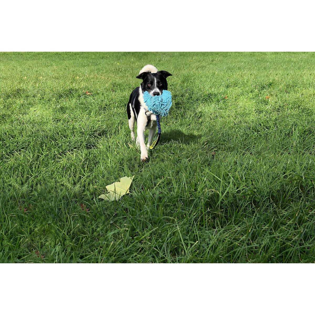 Dog Toy D397738
