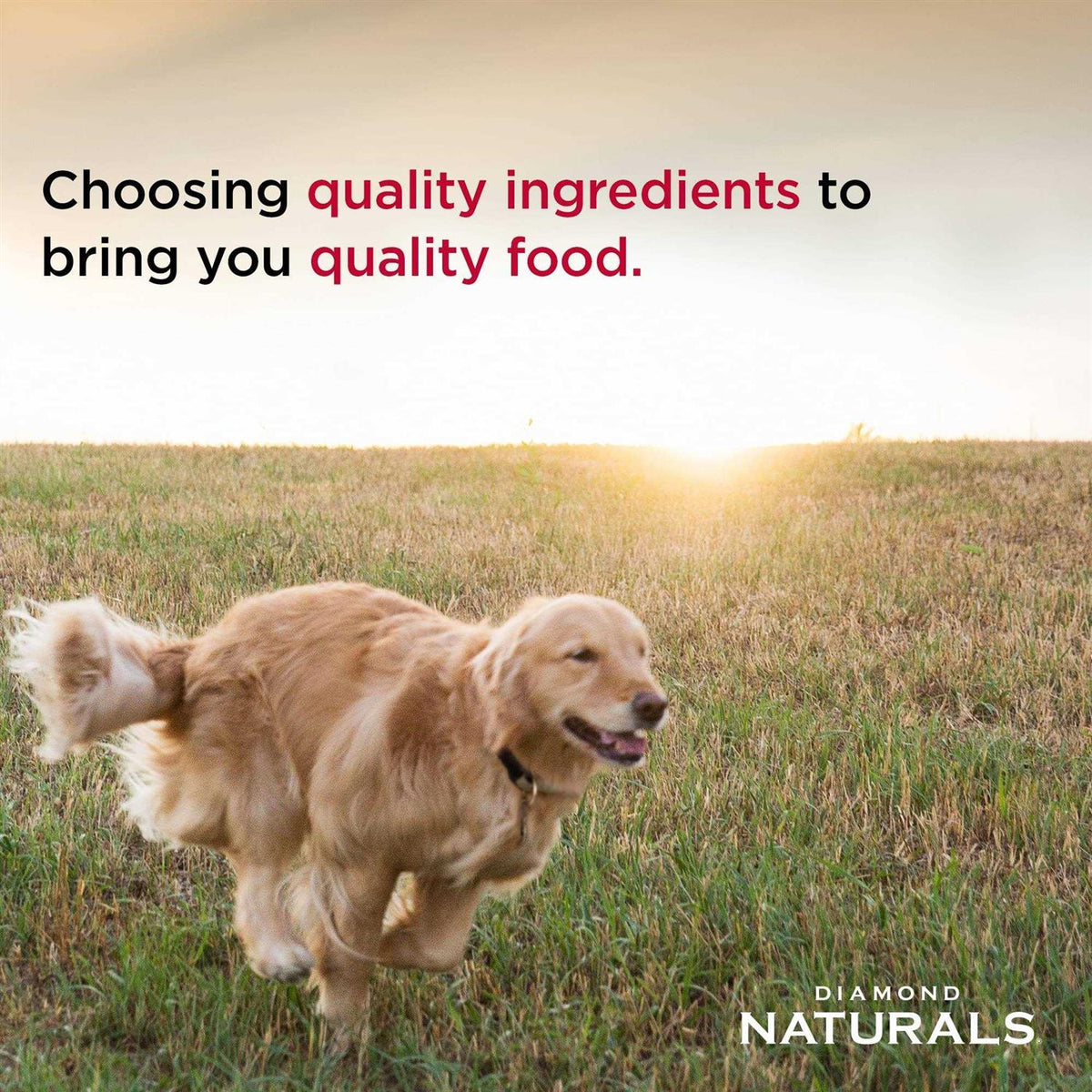Adult Chicken Rice Dry Dog Food S146997