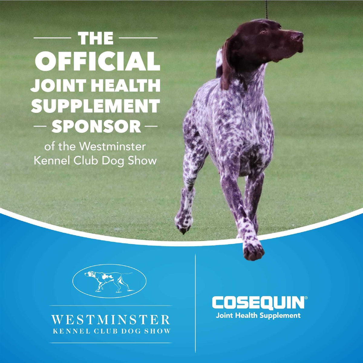 Chewable Tablets for Dogs Q872792