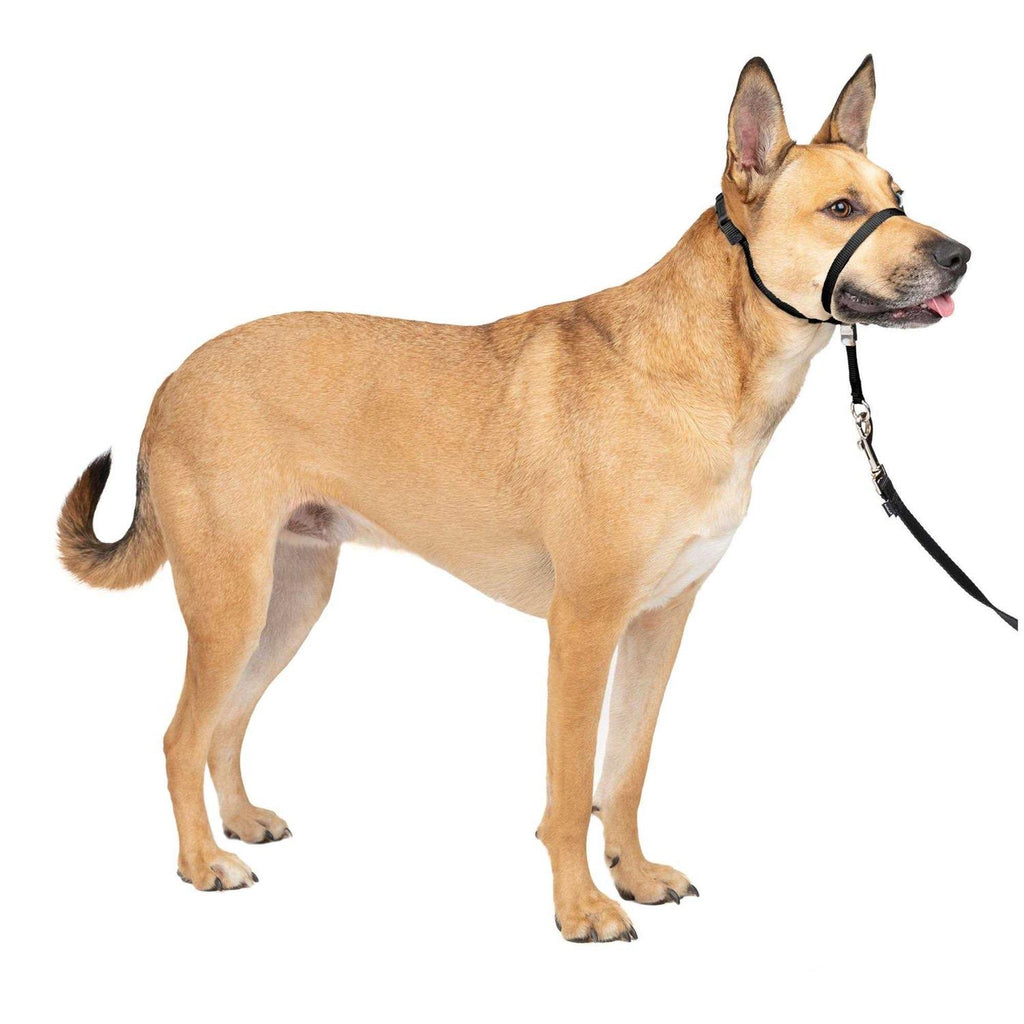 Headcollar C366