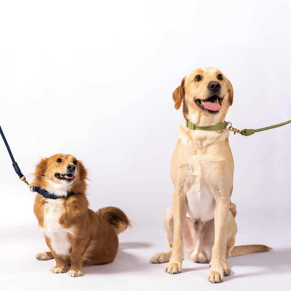Standard Dog Collar A57000