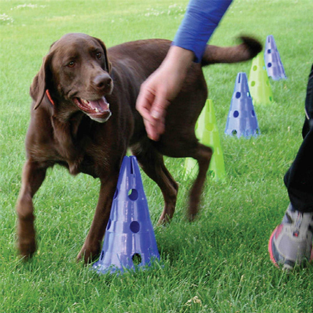 Dog Agility Kit G429271