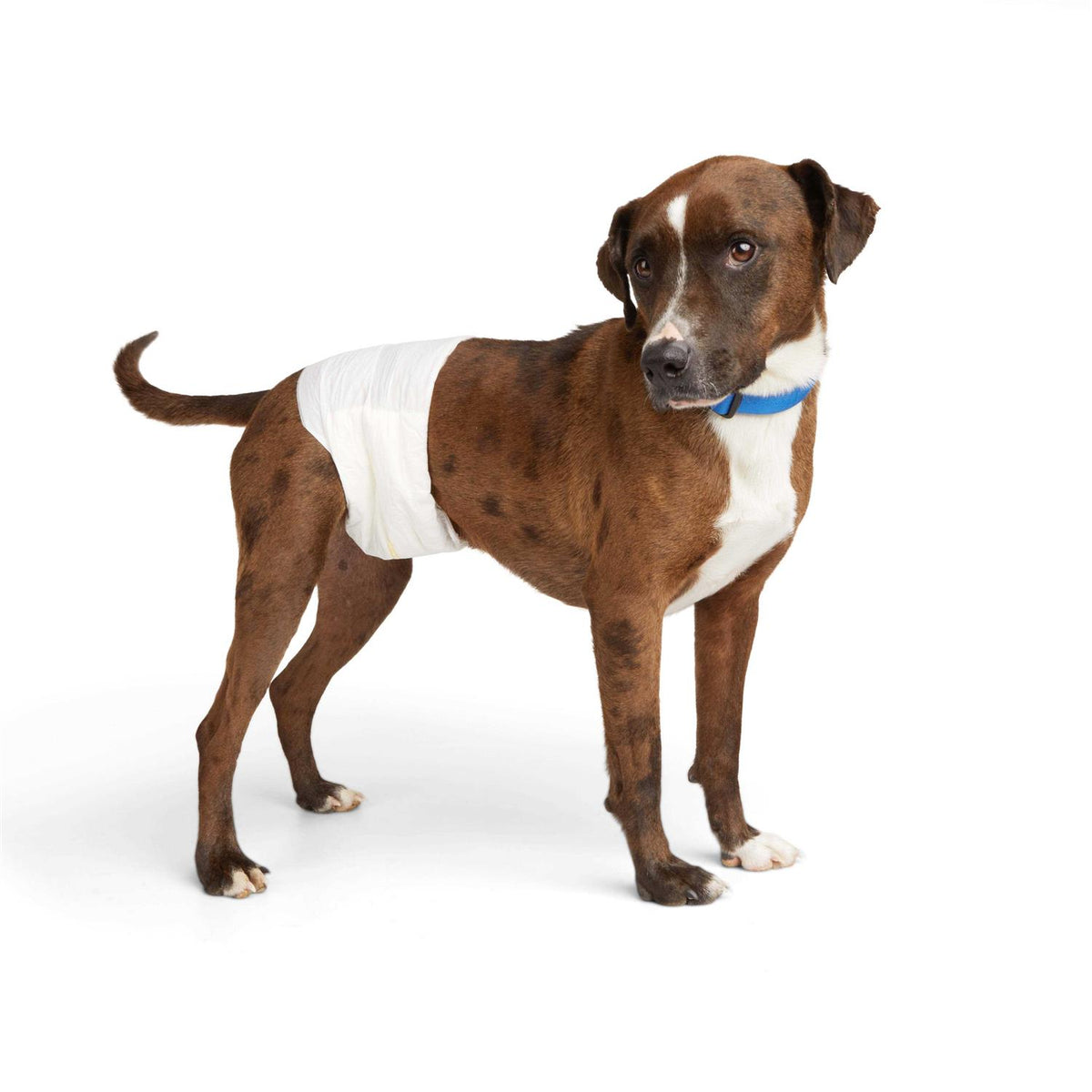 Disposable Wrap for Male Dogs Z43354