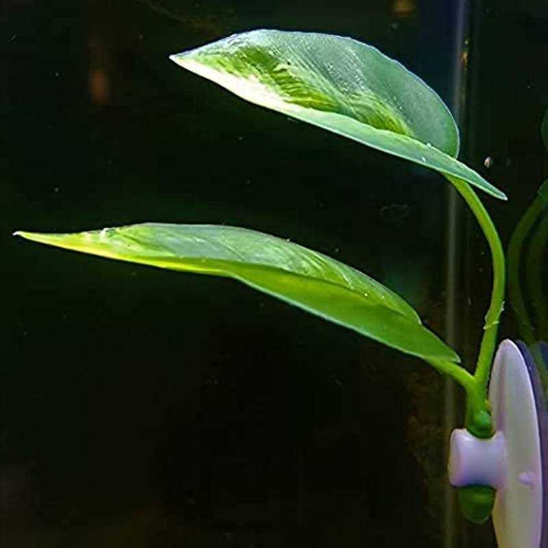 Betta Fish Leaf Pad Plastic Suction Cup L79329