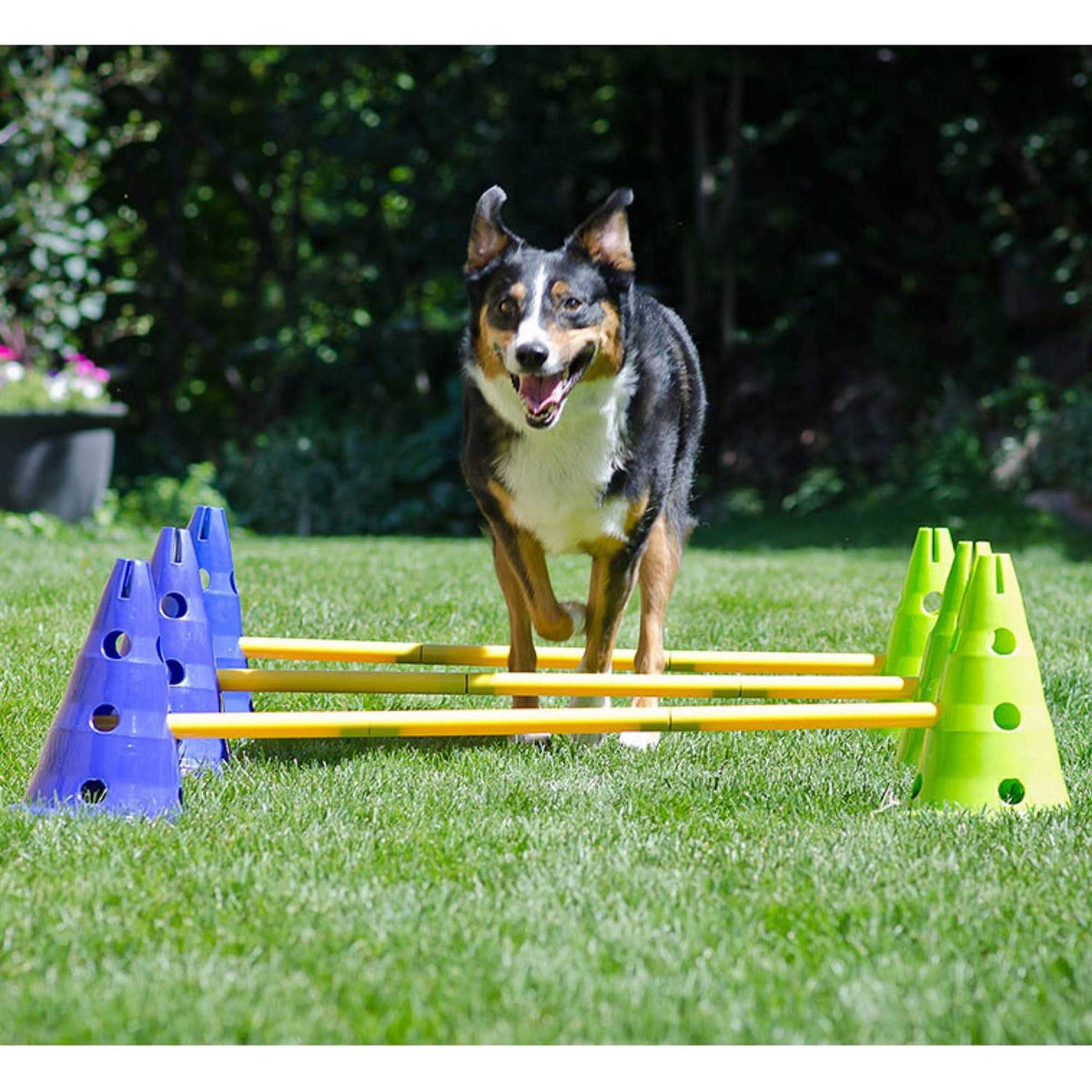Dog Agility Kit G429271