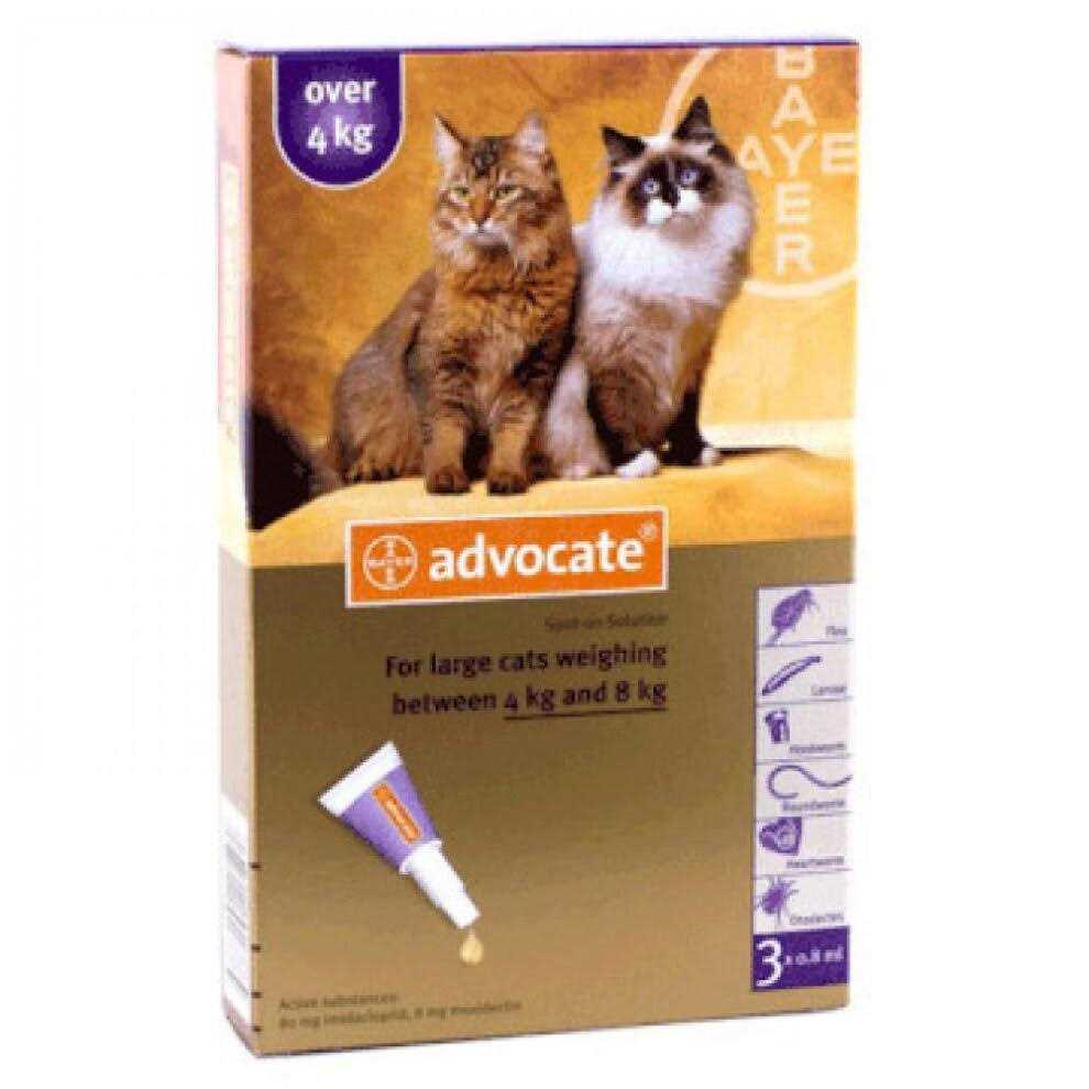 Large Cat Pet Supplies Q5738