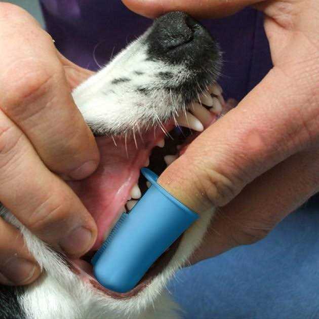 Dog & Cat Finger Toothbrush L5531