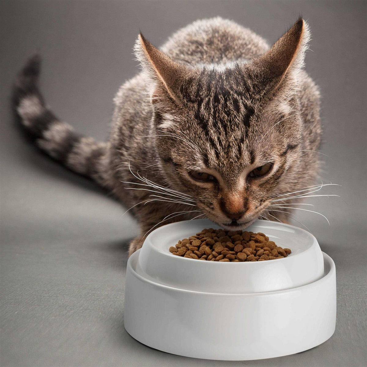 Whisker Stress Free Cat Food Bowl Q61853