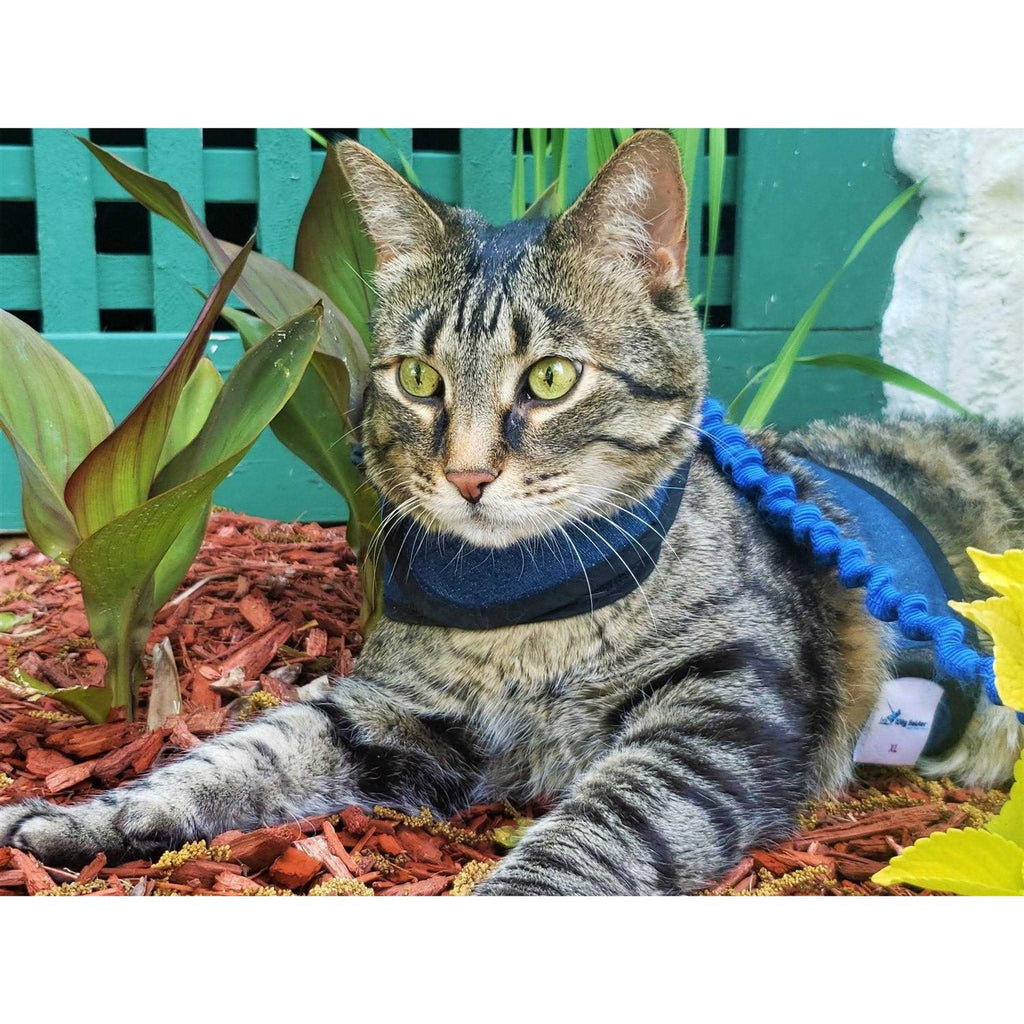 Cat Harness Z47930