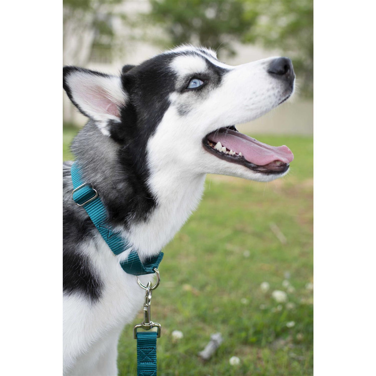 Nylon Dog Collar E25594