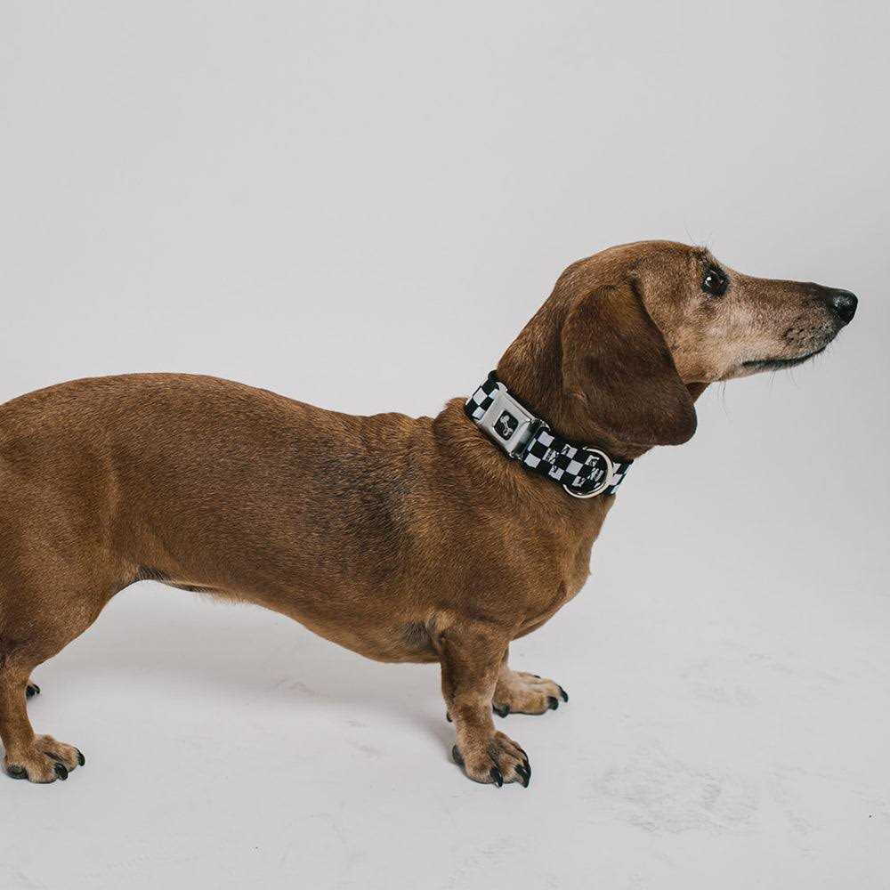 Dog Collar Seatbelt Buckle D64620